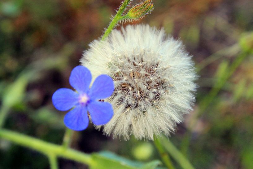 Bleu et blanc par Cornelis (Cees) Cornelissen