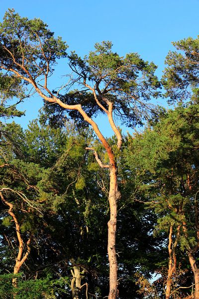 Kiefern im Abendlicht von Thomas Jäger