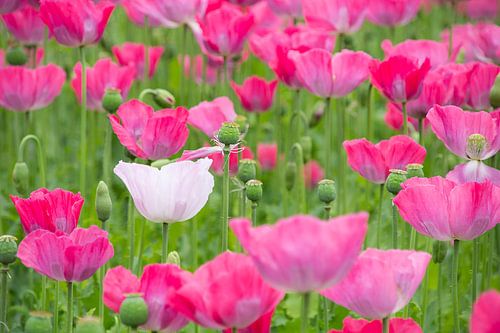 Poppy. (Poppies)