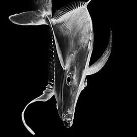 In the aquarium by Ken Kühlbrandt