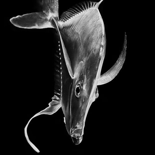 In het aquarium