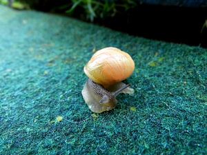 Gartenschnecke