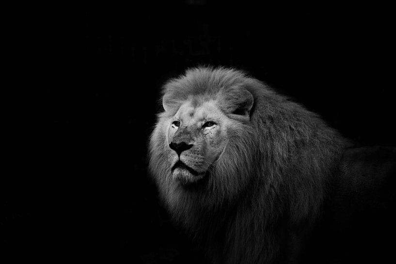 the king by hanny bosveld