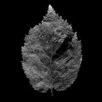 Gedroogd herfstblad