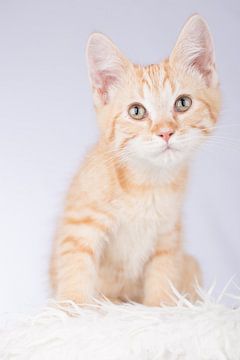 Maine Coon kitten (schattig!) #1 van Jelte Bosma