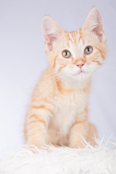 Maine Coon kitten (schattig!) #1 by Jelte Bosma