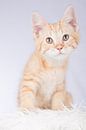 Maine Coon kitten (schattig!) #1 by Jelte Bosma thumbnail