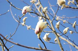 Spring by Hireath Schrijft