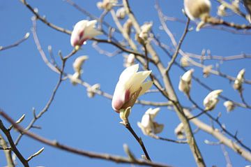 Spring by Hireath Schrijft