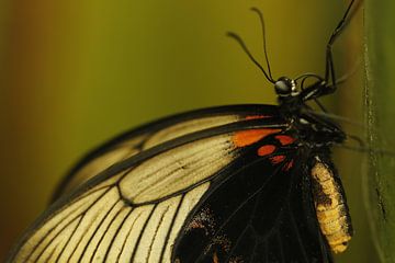 Papilio Memnon Page Vlinder van Gerda de Voogd