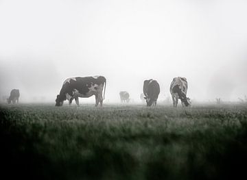 Kühe auf der Wiese von Bram Martens