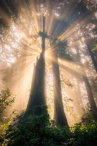 Nature's Cathedral
