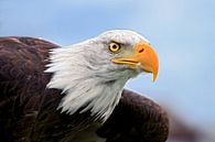 American bald eagle in flight by gea strucks thumbnail