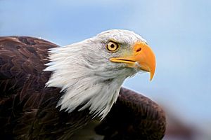 Amerikanischer Seeadler im Flug