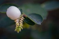 White berry