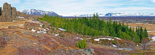 Panorama forest in Iceland by Anton de Zeeuw