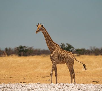 Afrikaanse giraffe in Namibië, Afrika van Patrick Groß