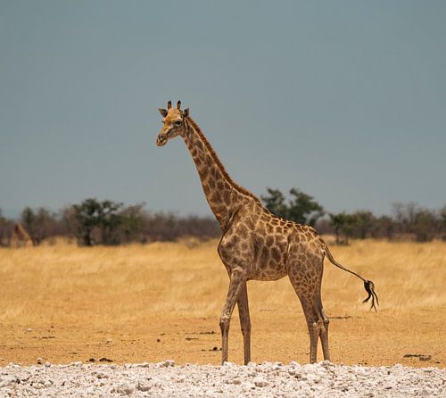 Afrikaanse giraffe in Namibië, Afrika