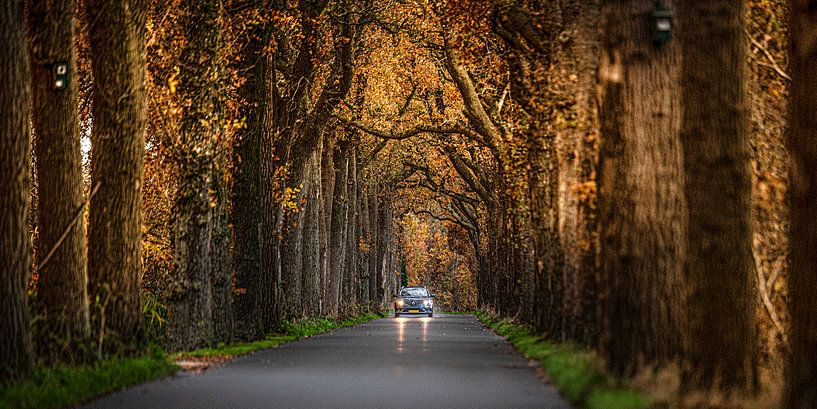 Die Lange Laan bei Burgum, Friesland, in einer nachmittäglichen Herbstfärbung von Harrie Muis