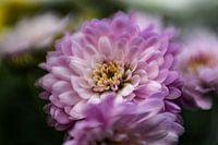 Fleurs