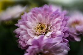 Fleurs sur Anja Jansen