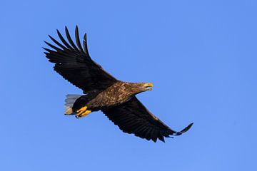 White-tailed eagle or sea eagle hunting in the sky over Northern by Sjoerd van der Wal Photography