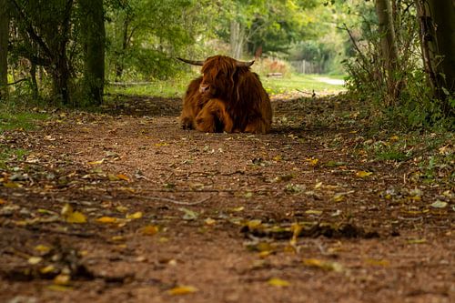 Schotse hooglander op pad