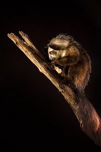 Aye-aye im Dunkeln