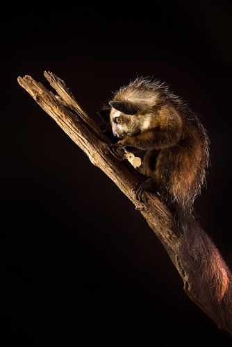 Aye-aye in the dark by Dennis van de Water