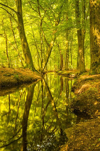 Forest Creek par une belle journée du début de l'automne par Sjoerd van der Wal Photographie