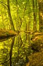 Forest Creek an einem schönen Tag im Frühherbst von Sjoerd van der Wal Fotografie Miniaturansicht