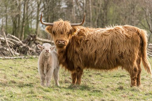 Schotse Hooglander met blond kalfje