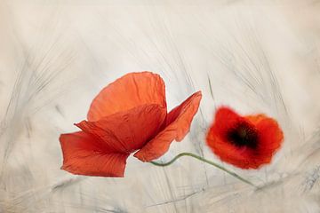 Klaproos van Ingrid Van Damme fotografie
