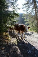 Koe in Zwitserland