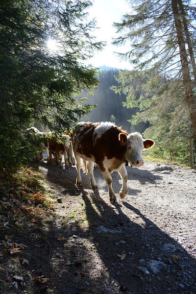 Kühe in der Schweiz von Mylène Amoureus
