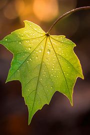 Feuille mouillée par les gouttes au soleil sur Poster Art Shop