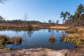 Fennetje in 't Leesten in der Veluwe von Merijn Loch