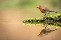 Robin at the edge of a pond