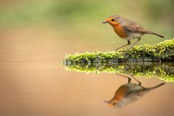 Robin au bord d'un étang