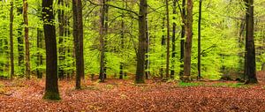 Lente bos