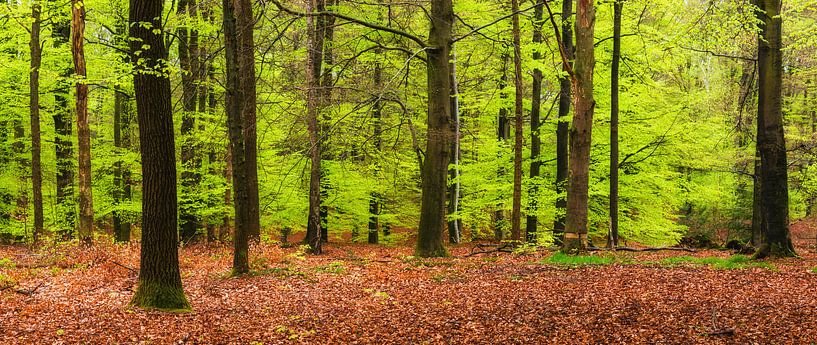 Lente bos by Fotografie Egmond