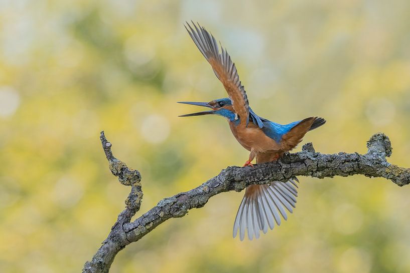 Kingfisher on the attack by Larissa Rand
