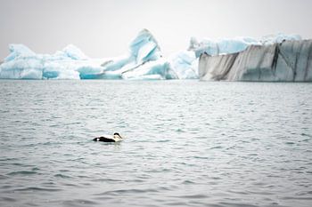 Eiderente in Jökulsárlón