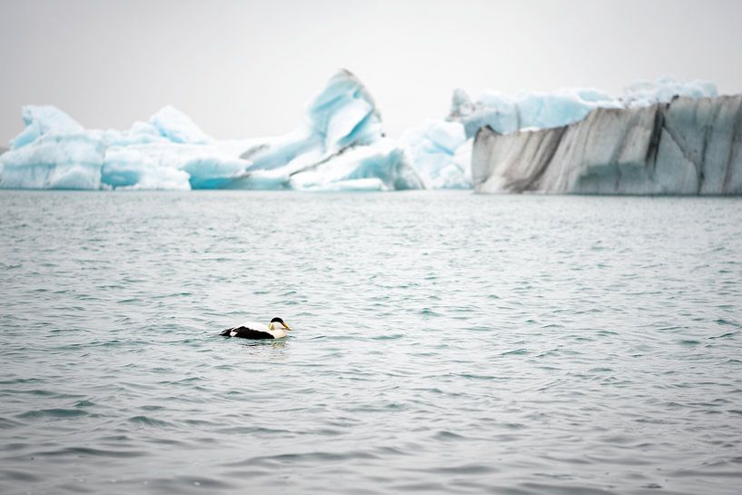 Eider duck in Jökulsárlón by Hans van Wijk