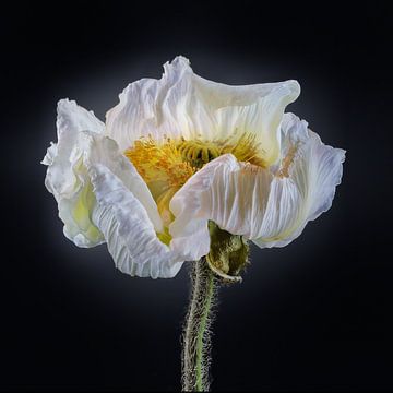 Poppies Escape No 06 van Jo van den Berg
