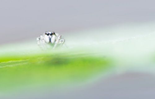 Nieuwsgierige springspin