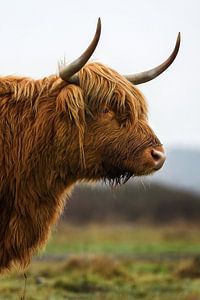 Portrait van een Schotse hooglander (zij aanzicht) van Chihong