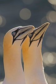 aftasten by anja voorn