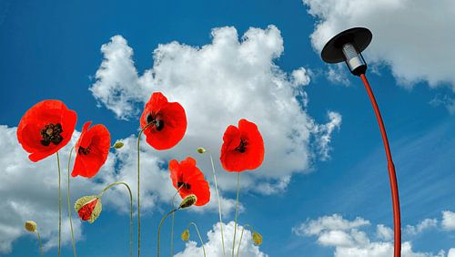 Poppies and lamppost