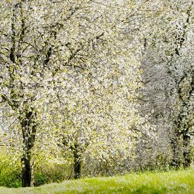 Spring blossom in the meadow by Paul Kipping